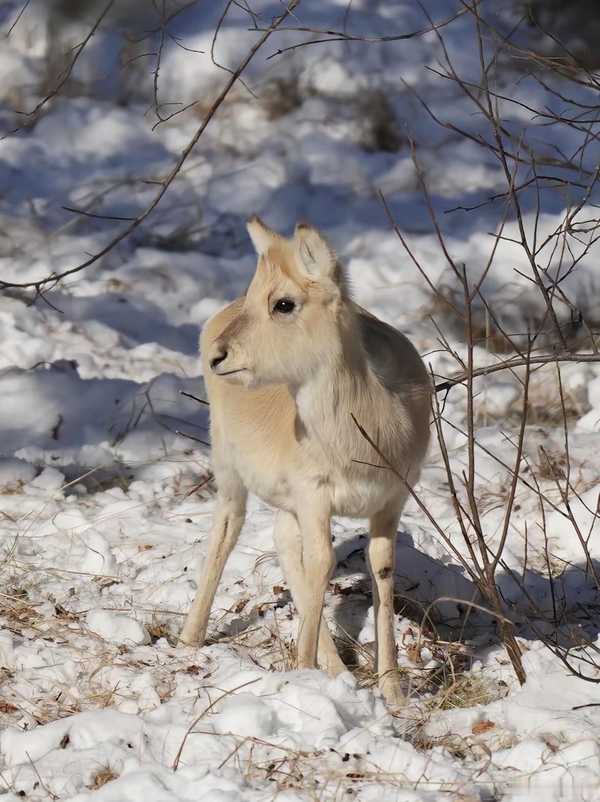 上千只黄羊免签入境来中国过大年这些黄羊都是国家一级保护动物，往些年在草原上见一只