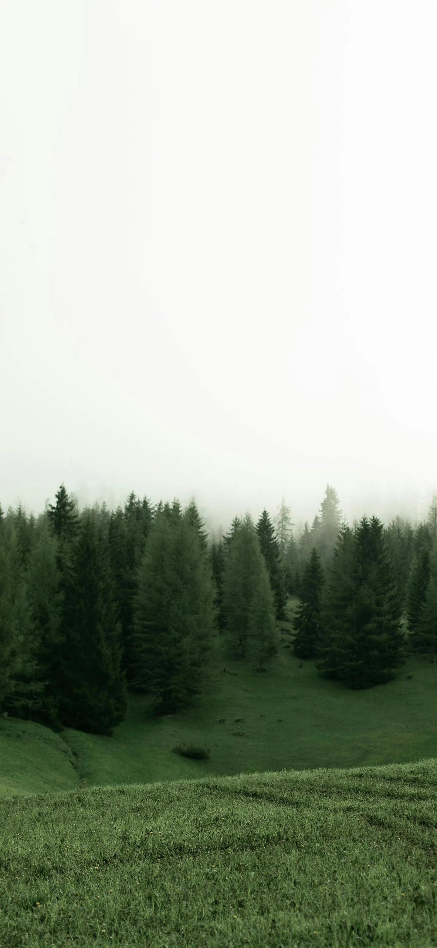 Share•手机壁纸