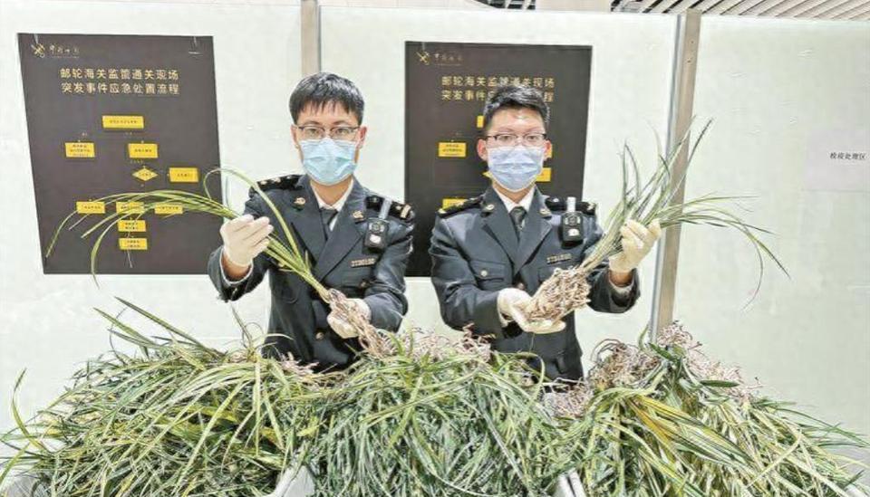 就在2024年4月29号那天，厦门邮轮港海关的哥们儿在进行日常巡逻时，发现了一位