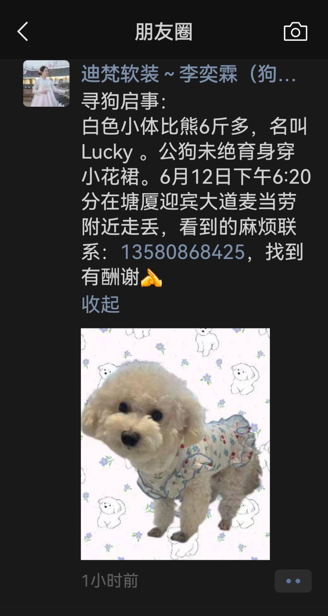 寻狗启事： 白色小体比熊6斤多，名叫Lucky 。公狗未绝育身穿小花裙...