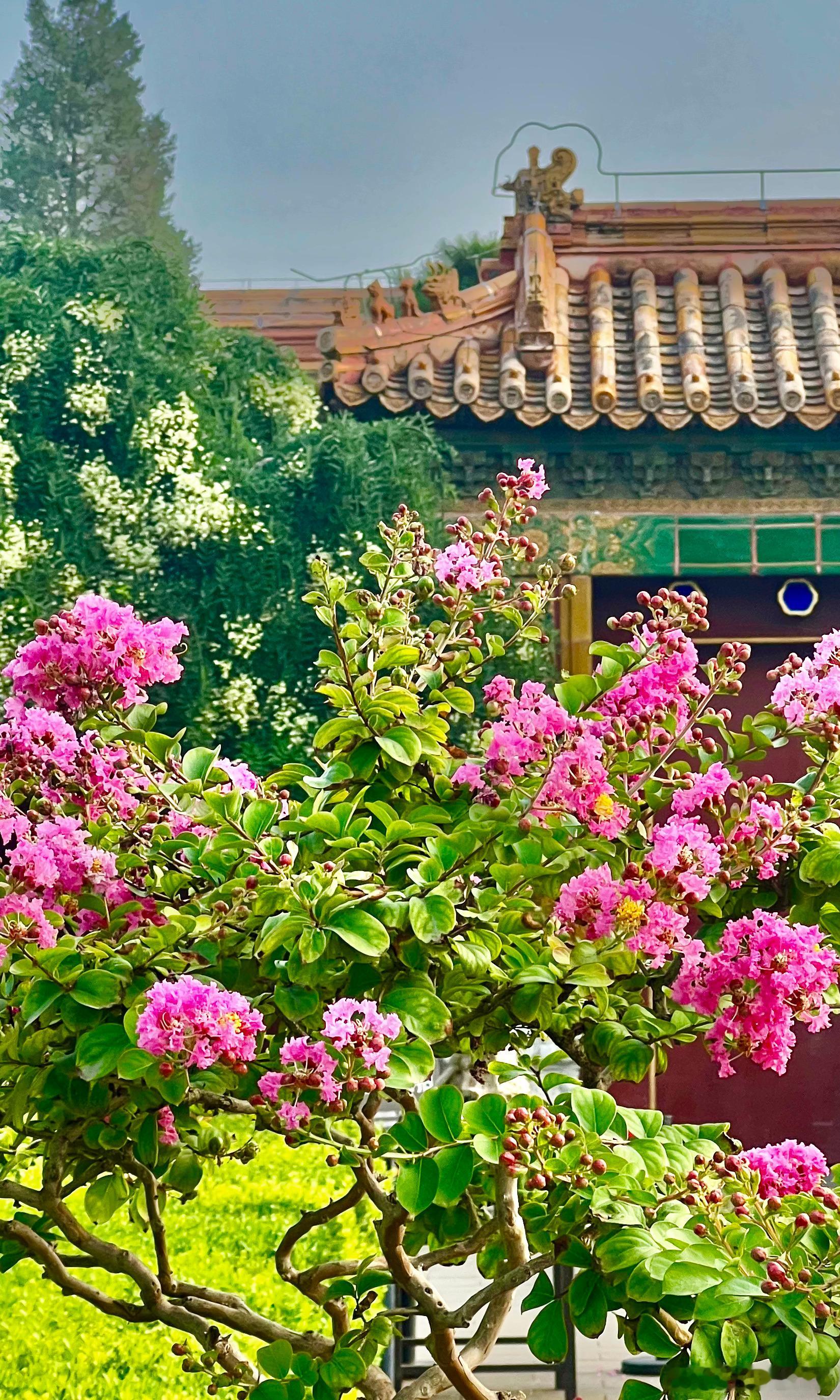 北京景山公园紫薇花摄影​​​