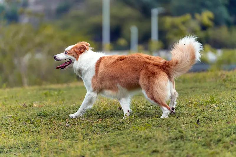 遛狗不牵绳是否该纳入刑事责任，这事儿值得好好说道。从明年1月1号起，遛狗不牵绳就