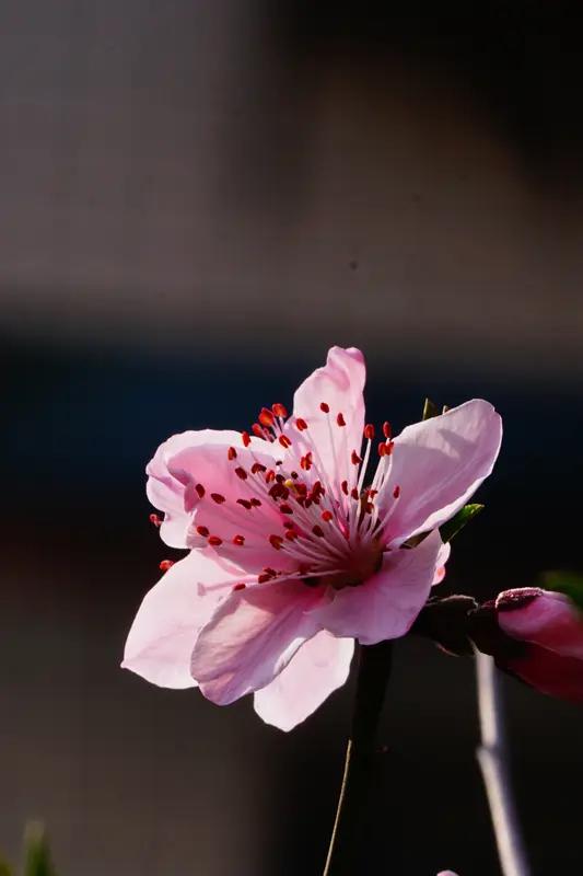 春日花开，各有其美。有人钟情桃花，“桃之夭夭，灼灼其华”，一树粉花热烈奔放，飘落