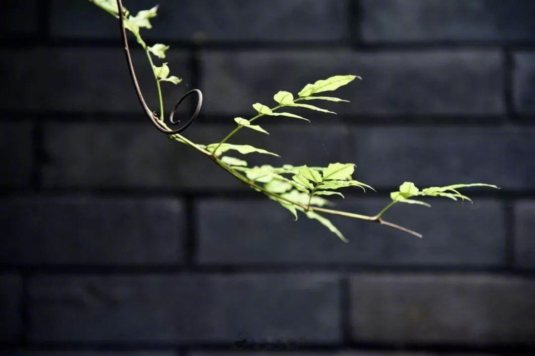 学会低调，懂得藏拙，大智若愚，韬光养晦，才可能赢得整个人生。