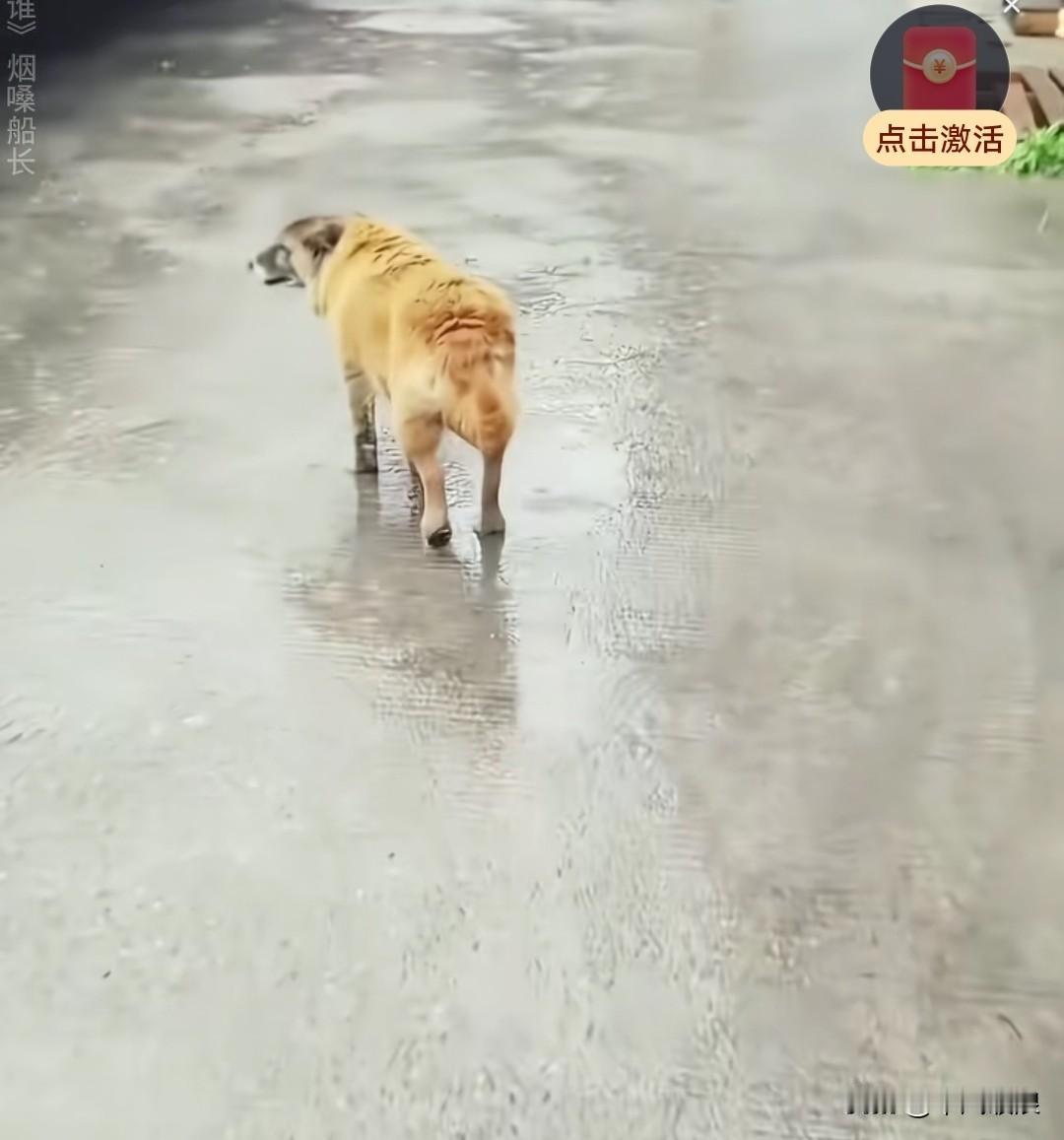 十八岁的老狗预感自己大限将至，便独自离家，打算消失在外面。主人了解它的心事之后，