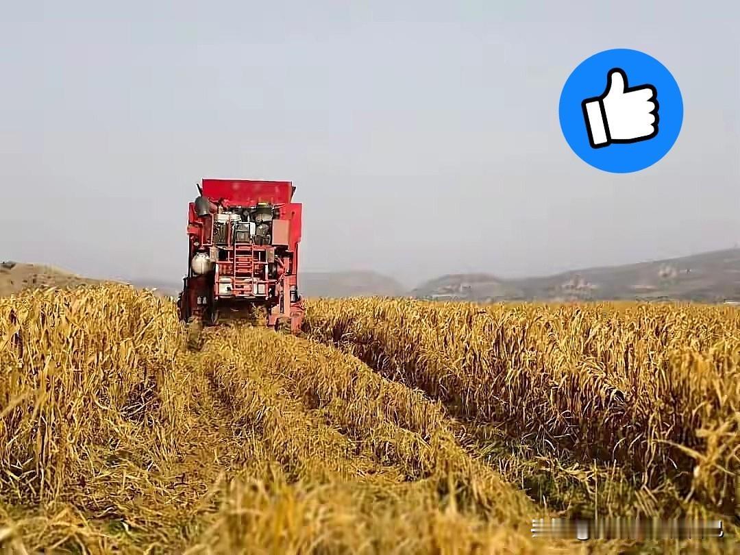 榆林这波操作直接封神！黄土高原居然能一年两收，以前想都不敢想啊～立冬刚过，