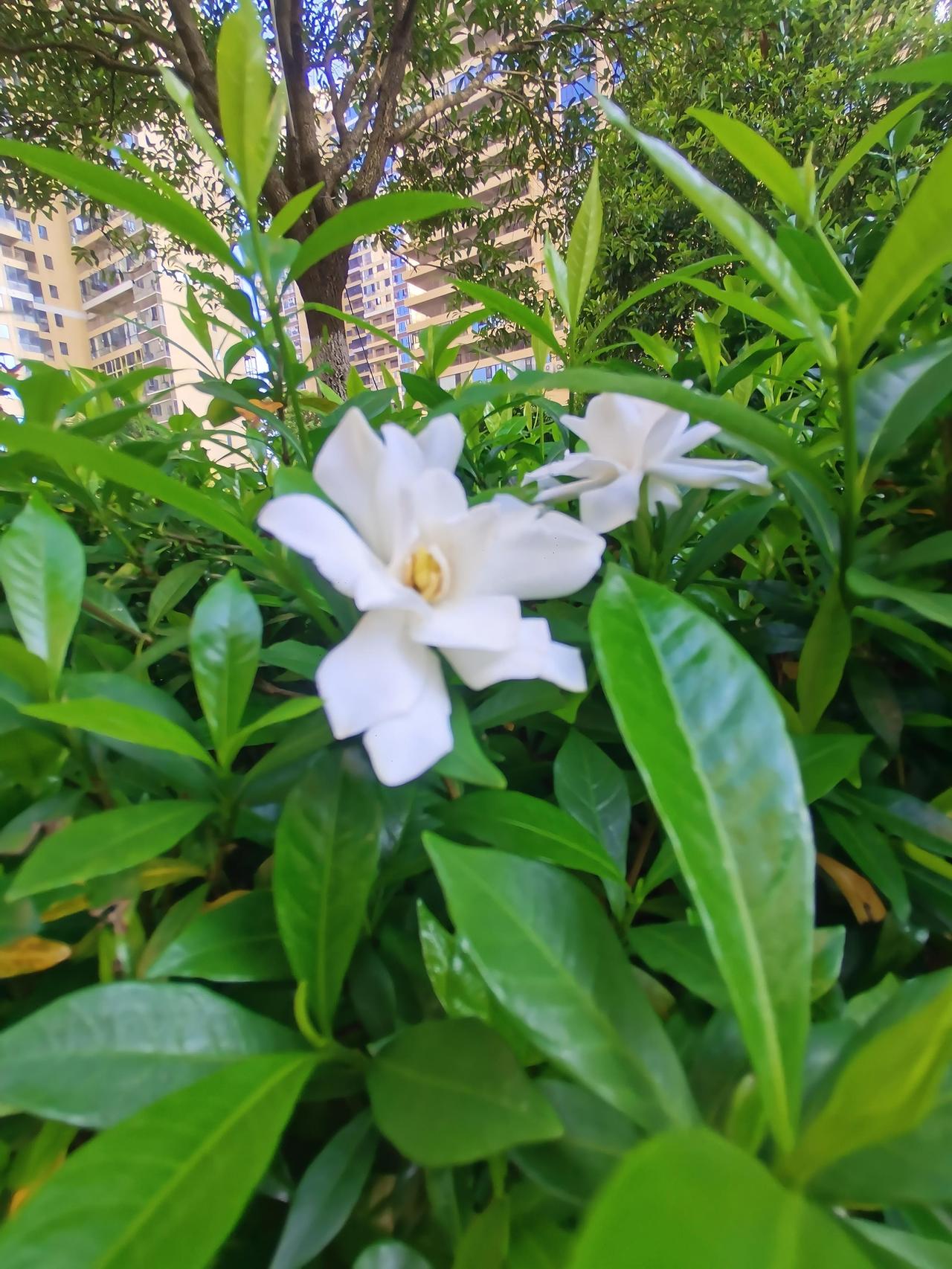 见识太少，搜索一下才知道，叫狭叶栀子花，小区里遍地都是开满白花的植物，正是盛开的