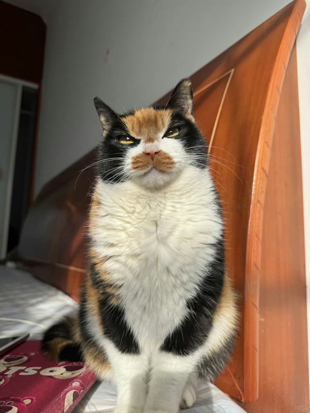 不玻璃心，给猫咪起个名字