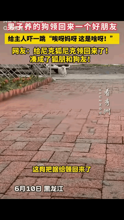 “这狗子是真能处，有局它真带哥们儿来啊！”黑龙江这位大哥喊了一嗓子自家跑丢的狗，