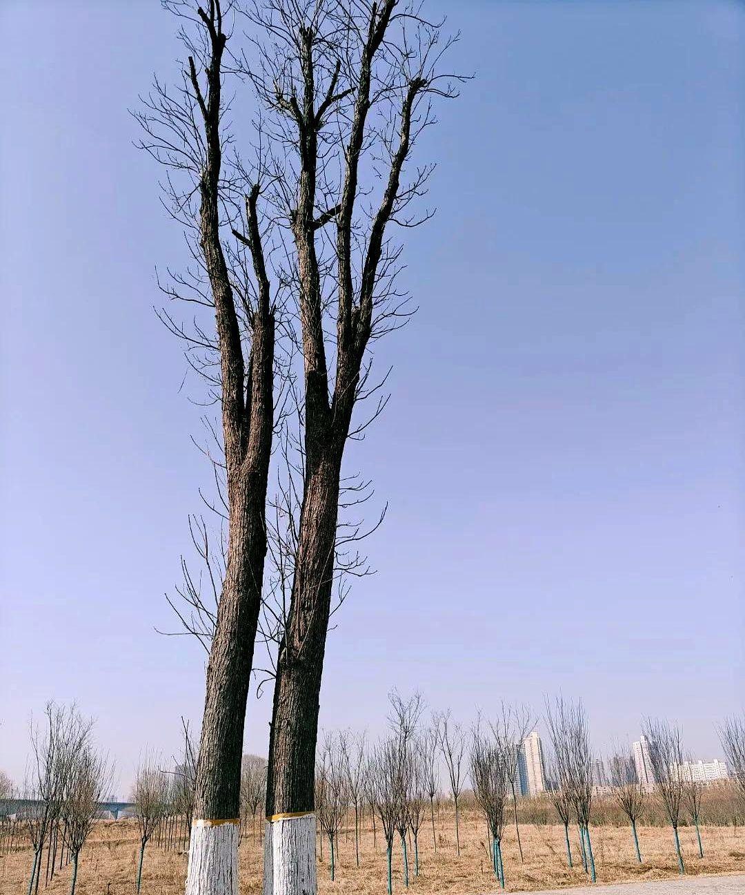 救命啊！我朋友找我用花呗借了3000块，到还钱日子他说手头紧，我就先帮他把这3