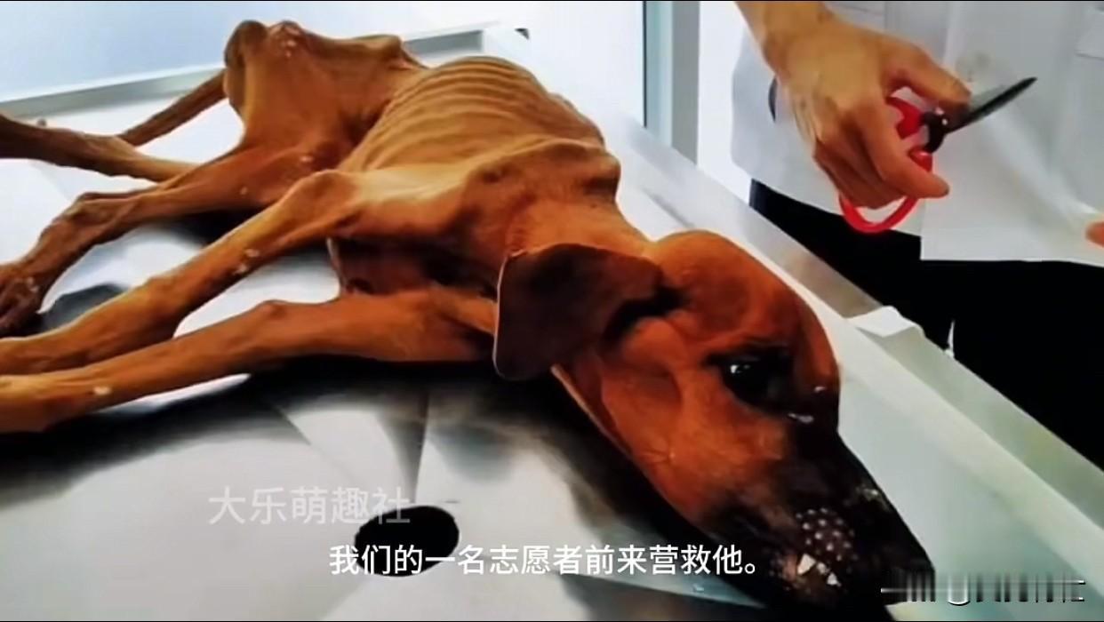狗狗被主人关了六个月，没有任何食物吃，就靠下雨喝点雨水，瘦成了皮包骨！还好有一位