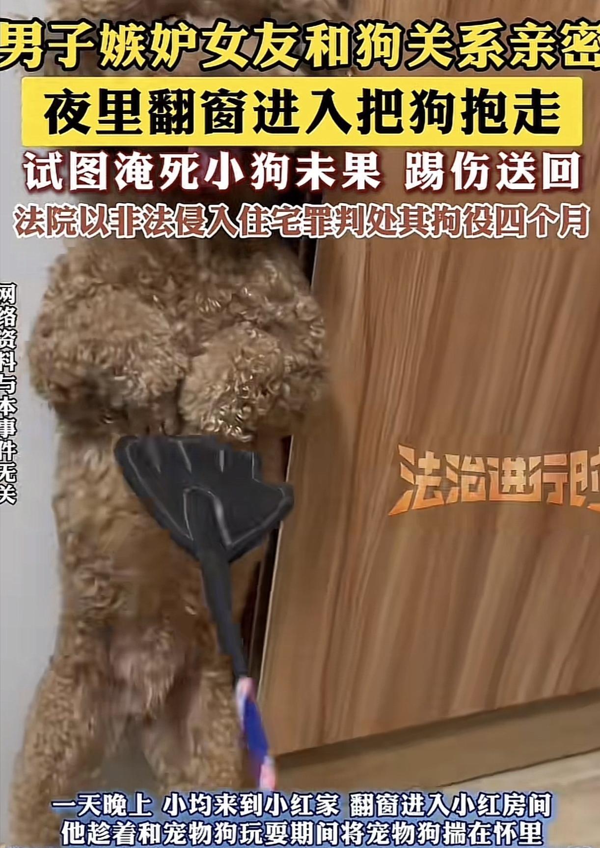 上海，一男子发现女友与其宠物泰迪狗关系异常亲密，吃饭睡觉都抱着，男子起了嫉恨之心