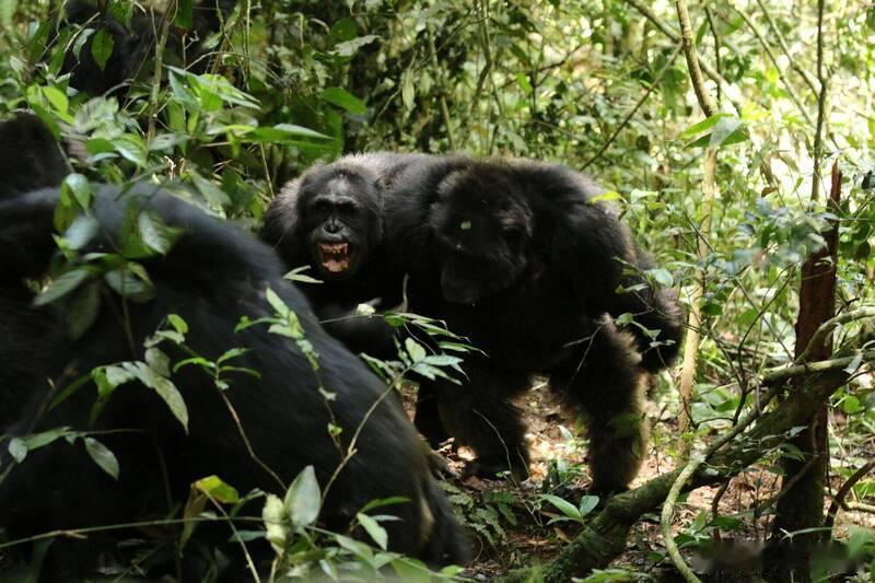 野生黑猩猩“内战”首次被系统记录：族群分裂、同伴反目，已致28只死亡海外新鲜事