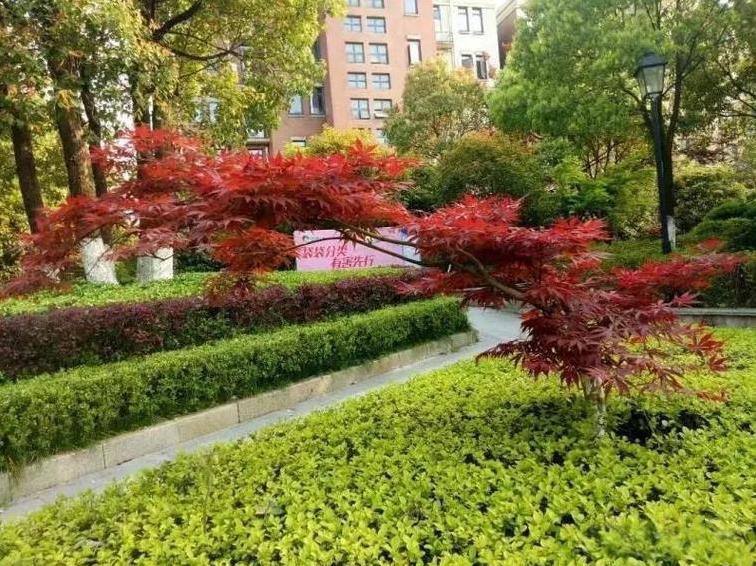 朋友在中介手里给父母买了一套多层50平米的小房子，买的一楼。花了15.8万，中