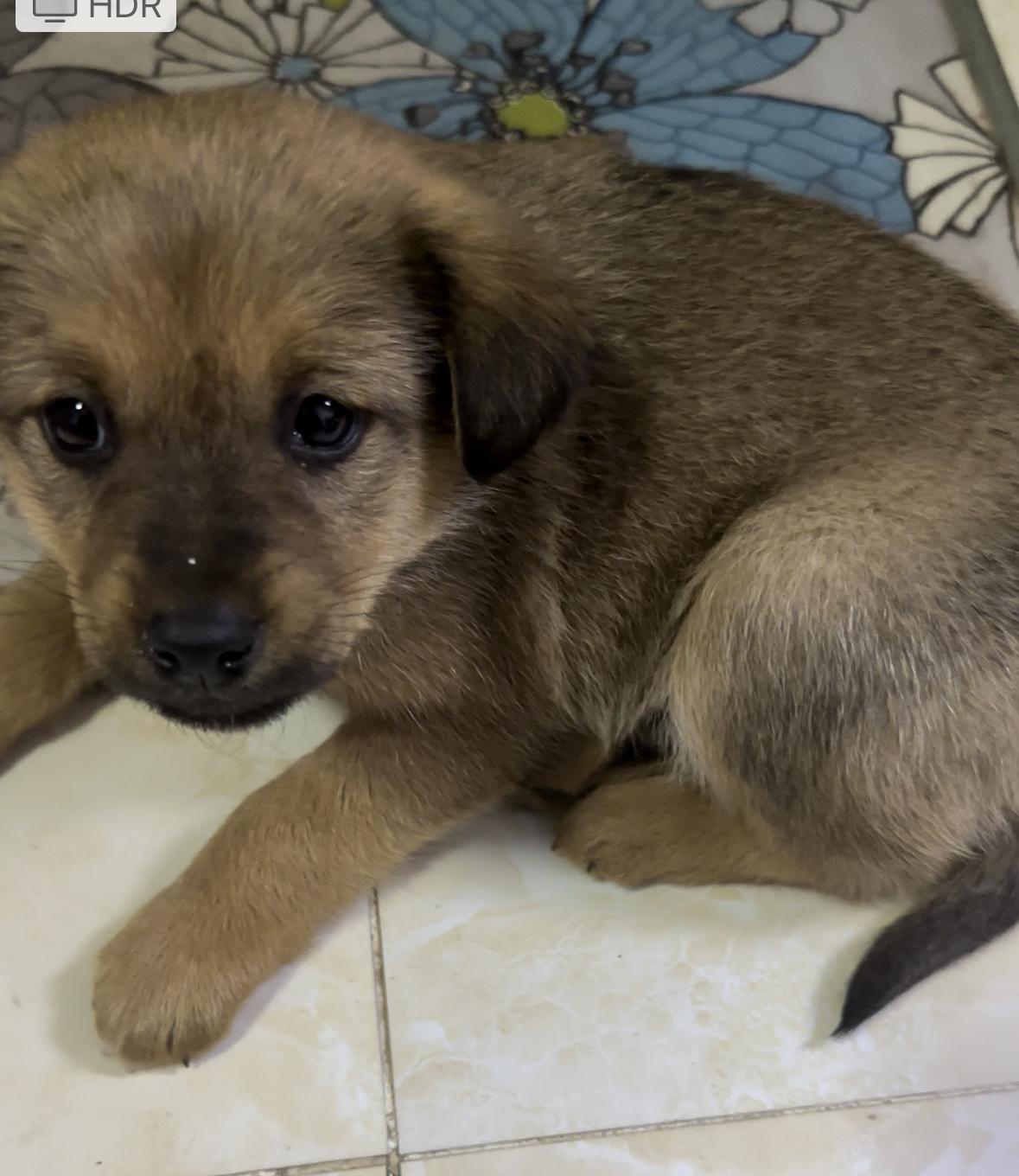 家里的小狗送人了，养了一个星期，就是太淘了，土狗真的是没法在家里养，精力充沛，把