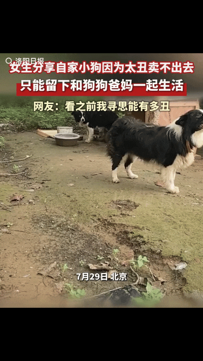 “笑不活了！”北京网友家两只品相出众的边牧，生出一只长相与众不同的小狗。原本打算