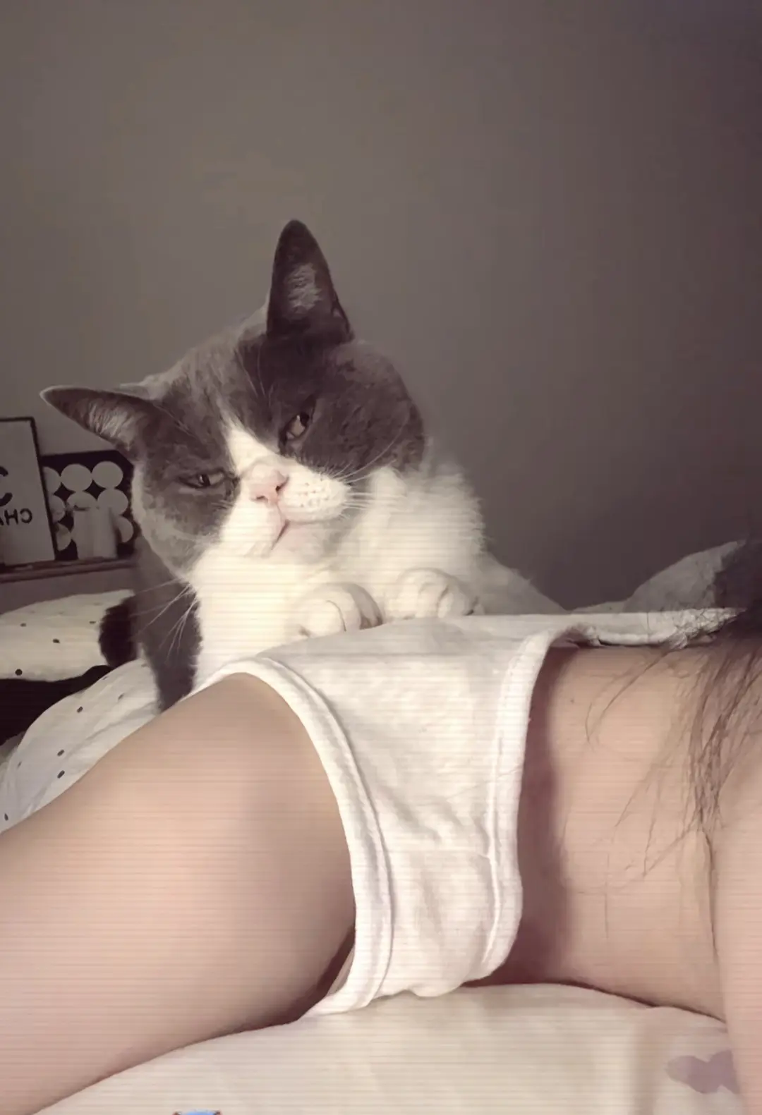 世界上不能没有小猫咪 人类需要猫咪