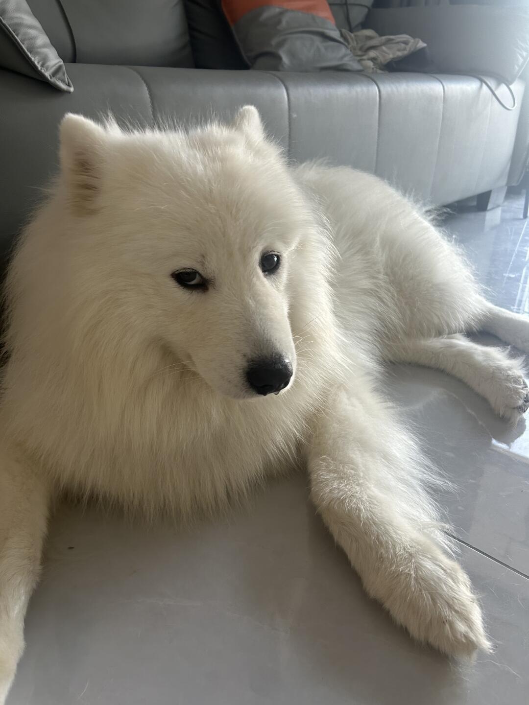烈性犬 白眼我 我好害怕！