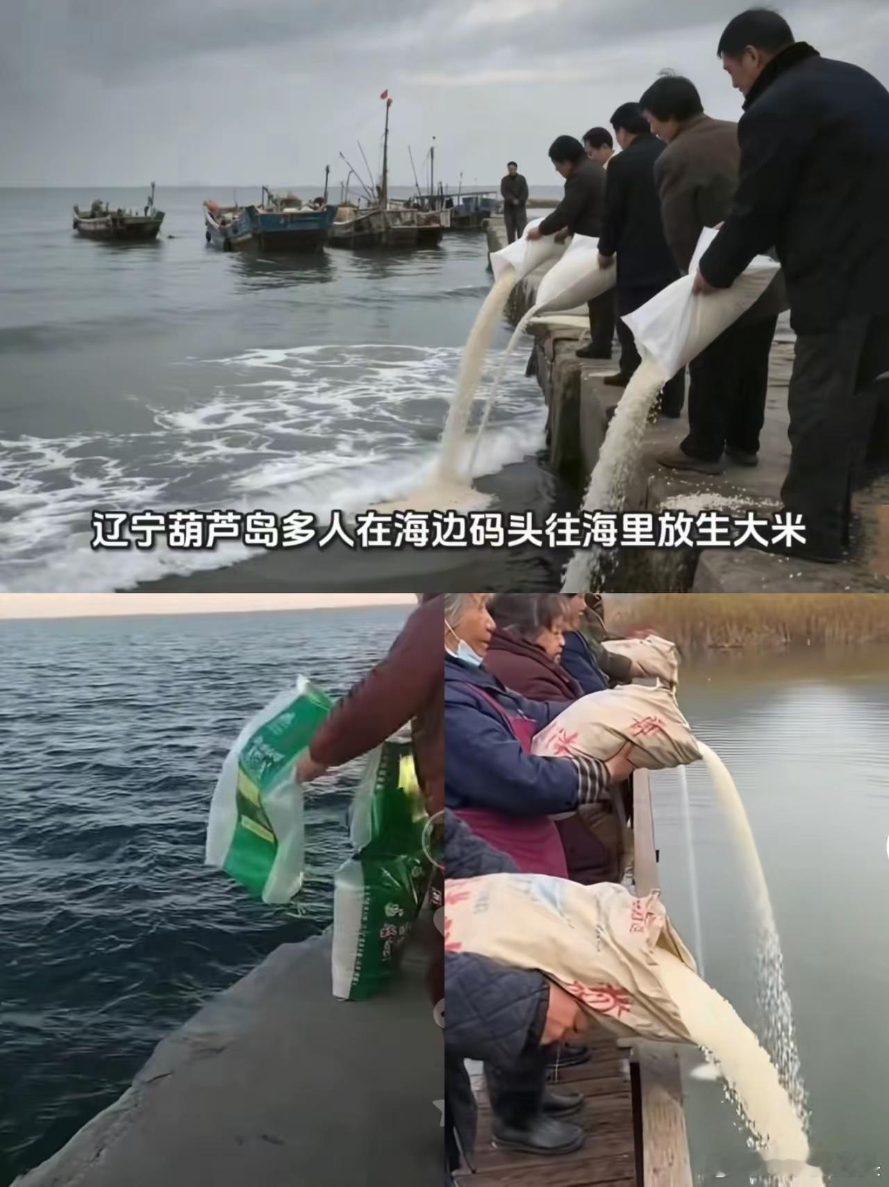 惊呆了！放生大米！😯近日有媒体报道，辽宁葫芦岛的几名中老年人在海边