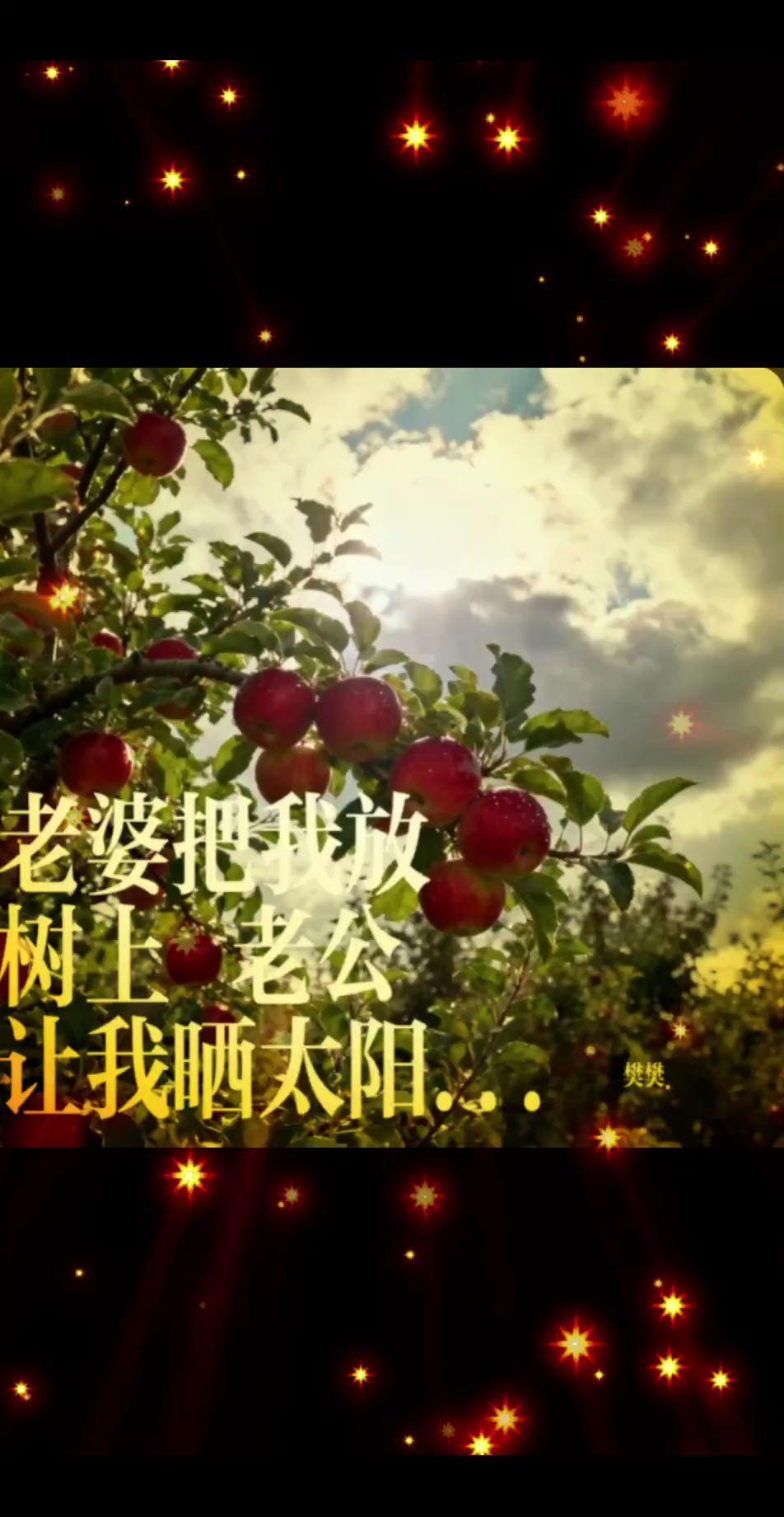 老婆把我放树上老公让我晒太阳种苹果苹果上树农村苹果园果树种植趣事
