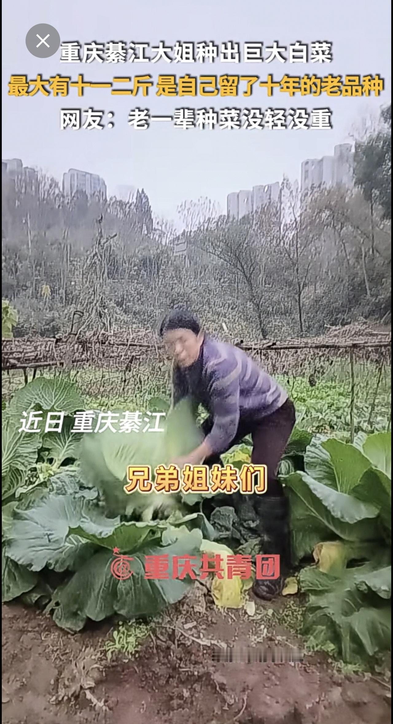重庆綦江大姐种出巨大白菜，最大有十一二斤，是自己留了十年的老品种。网友：老一辈种