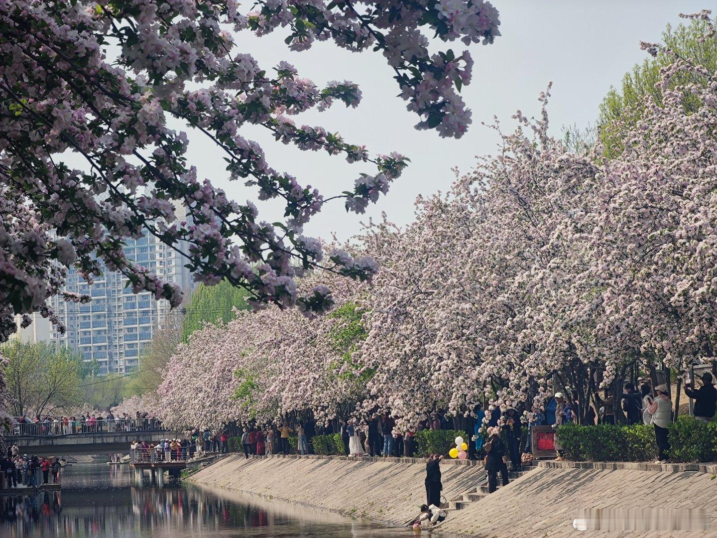 望京海棠花溪摄影