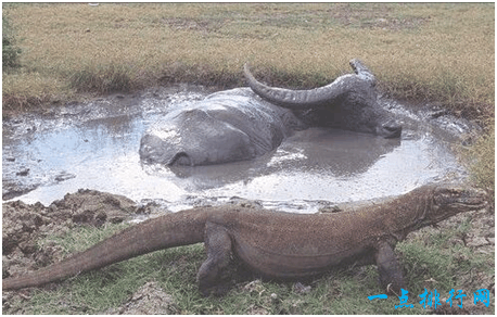世界上最大的蜥蜴, 科莫多巨蜥体长3米, 性情凶猛会攻击人类