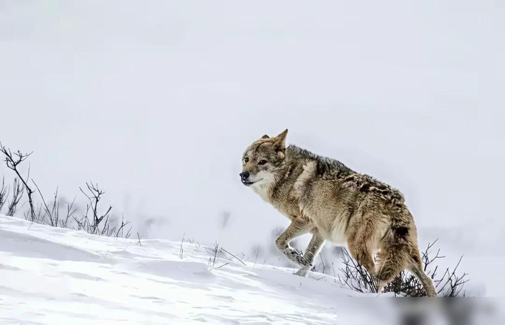 格林：自己吃不饱，但是还是坚持每天给妈妈送来刚打到的野兔。​李微漪：实在太饿