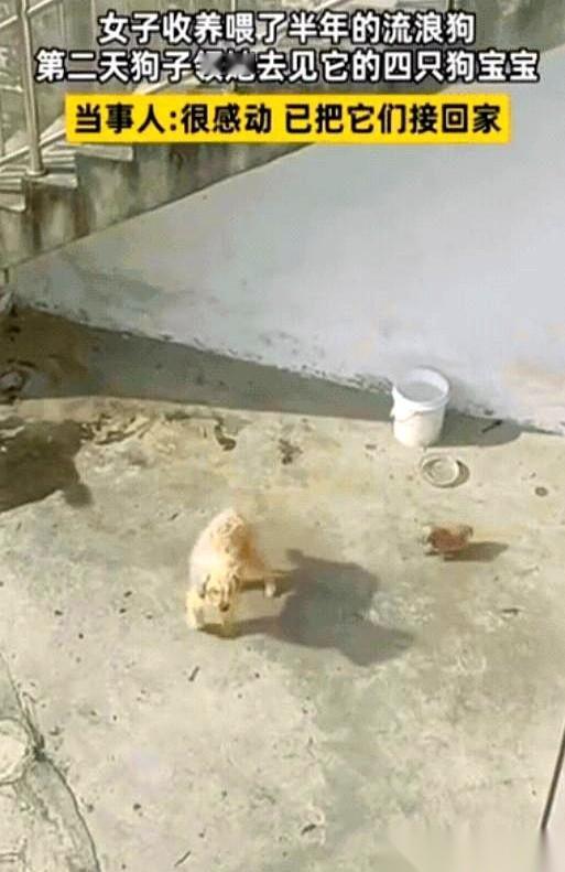 它就那么叼着自己的崽来了。还没睁眼呢，软塌塌的一小团，就那么小心翼翼地，放在了