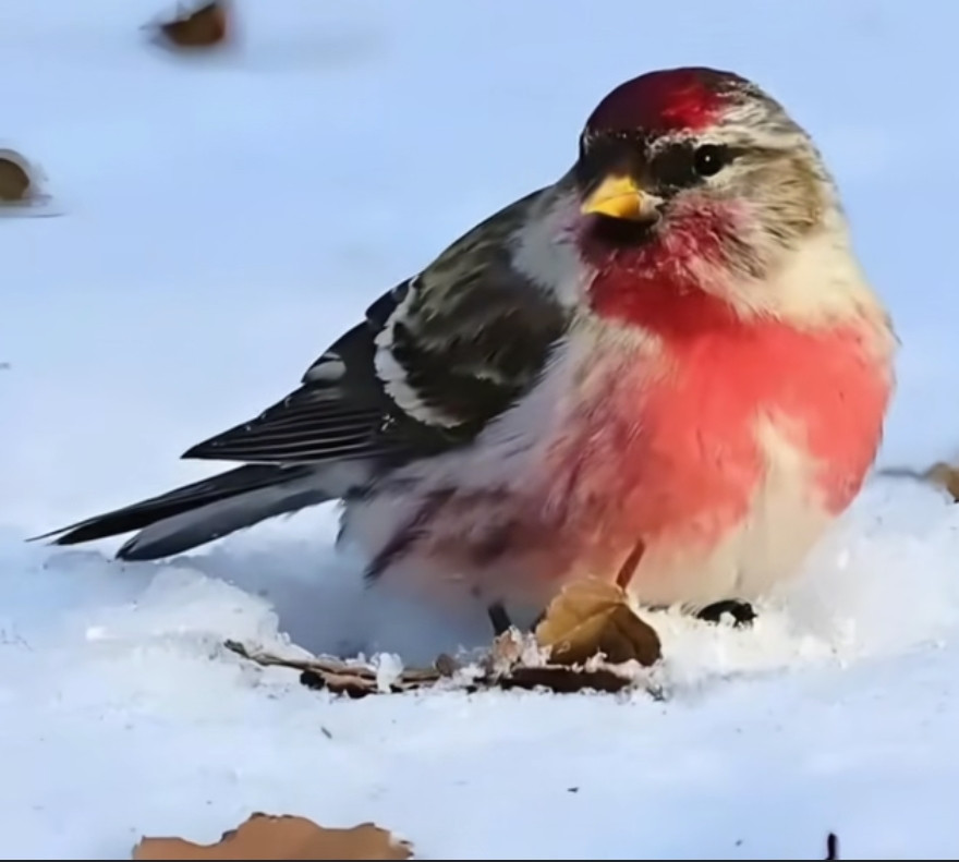 2025最治愈生活观：把日子过慢，比拼命内卷更赚刷到黑龙江老夫妻...