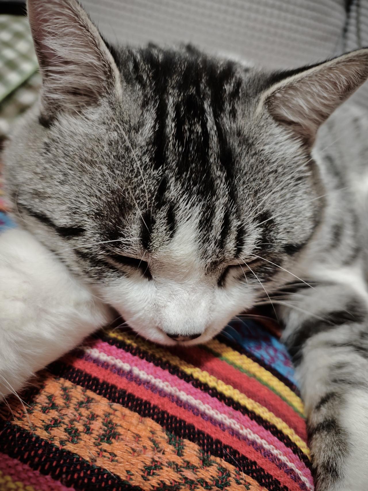 没绝育的小公猫是不是基本都散养了？[捂脸哭]二哈最近有点发情，每天就按点回来吃个饭