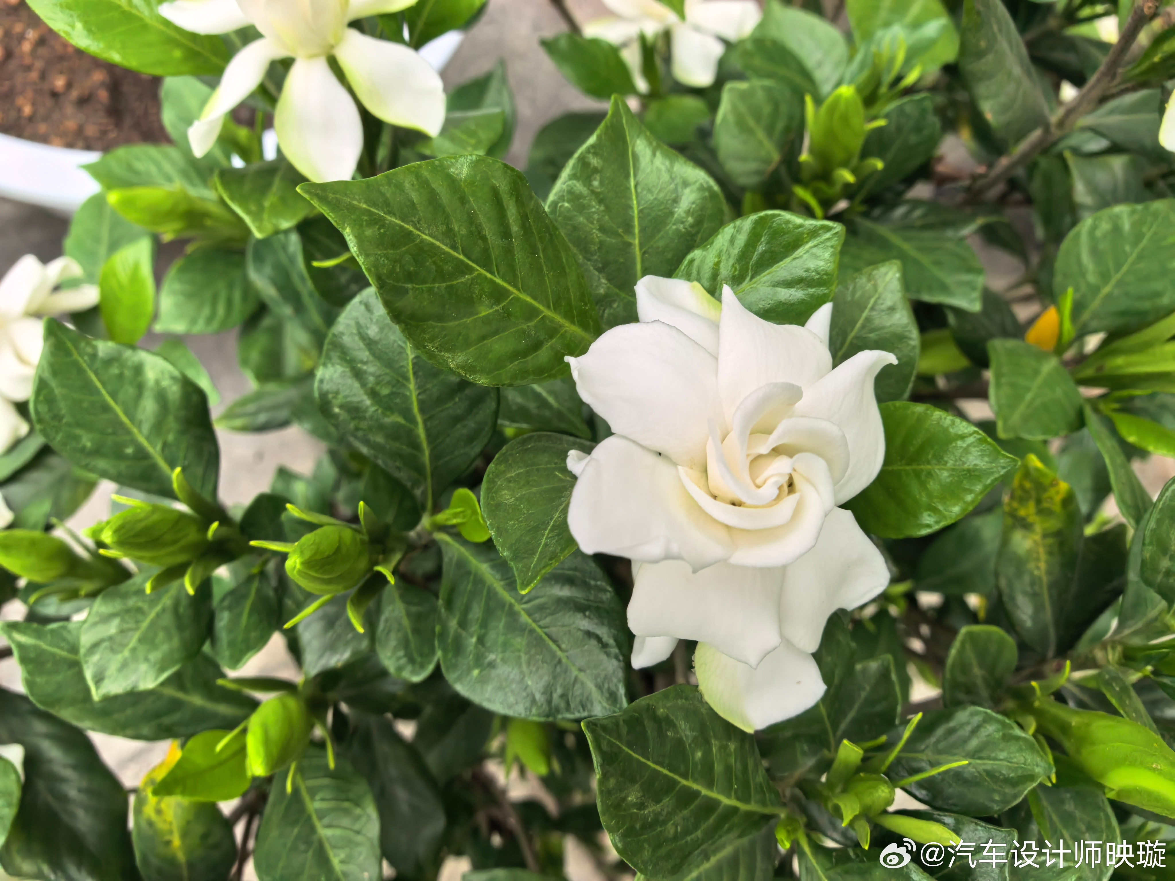 第一次把这个娇贵的花养活了，花满枝头，你知道它叫什么名吗？