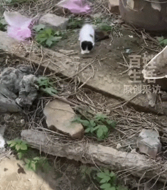 解释不清了，安徽，清明节时，妈妈带着13岁儿子，给太爷爷烧了一只黑白花“纸猫”，