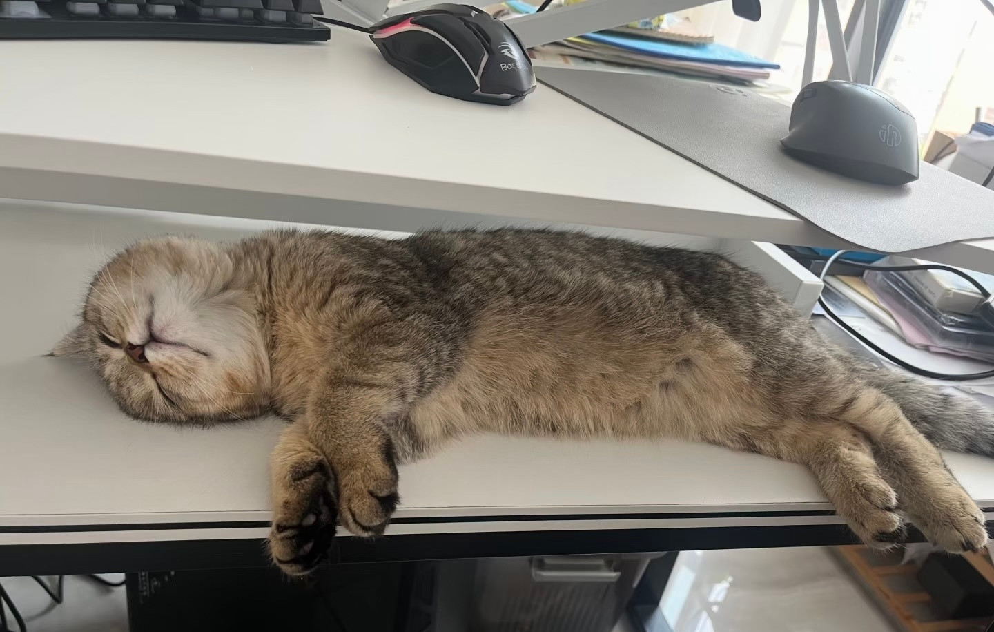 一早来工位补觉的猫猫