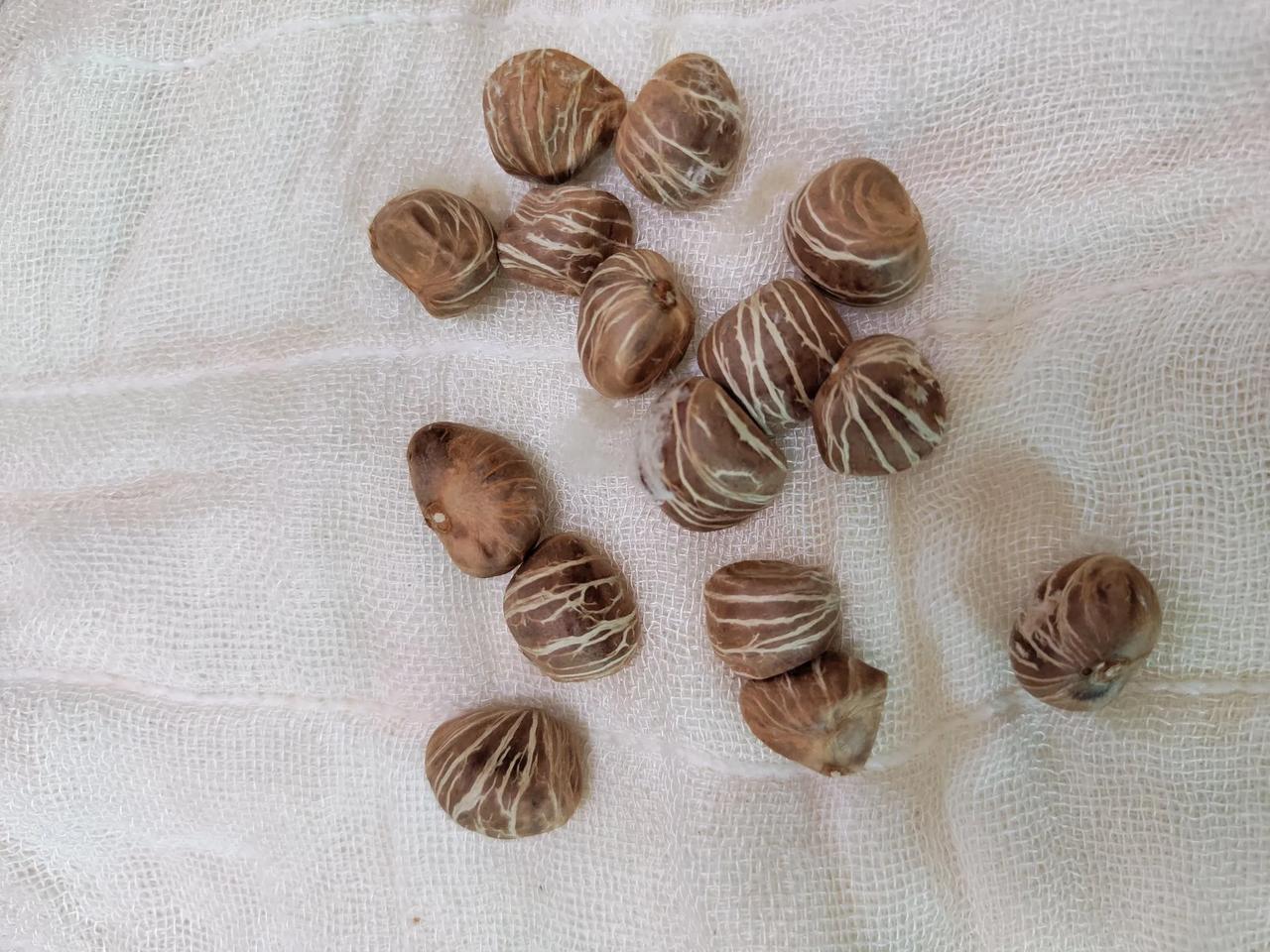 今年的发财树开了十几朵花，只结了一个果子，蹦出来十五颗种子～