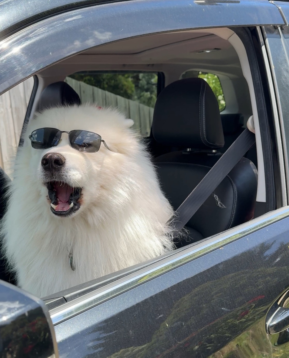 叫到一辆车，司机是只萨摩耶，耶耶看起来是个老司机了