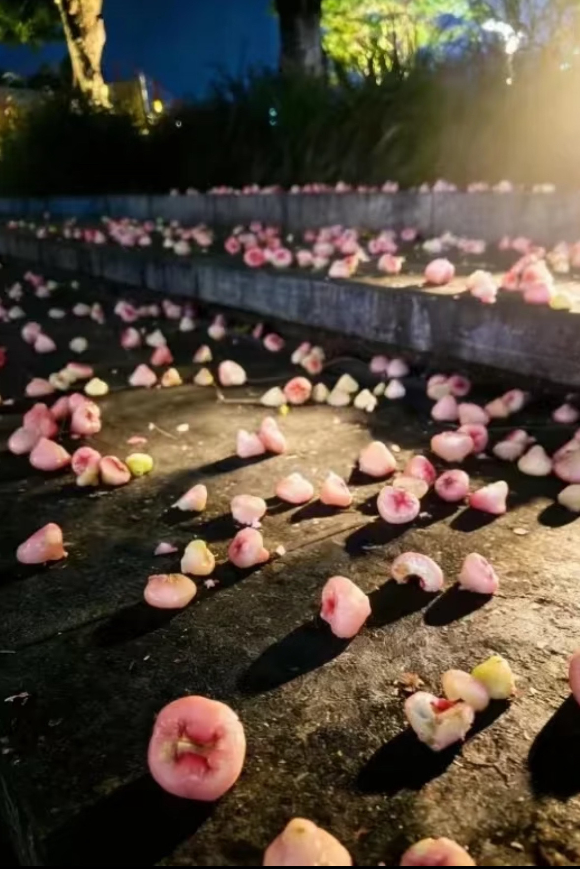 广东的绿化带有点过度繁荣了