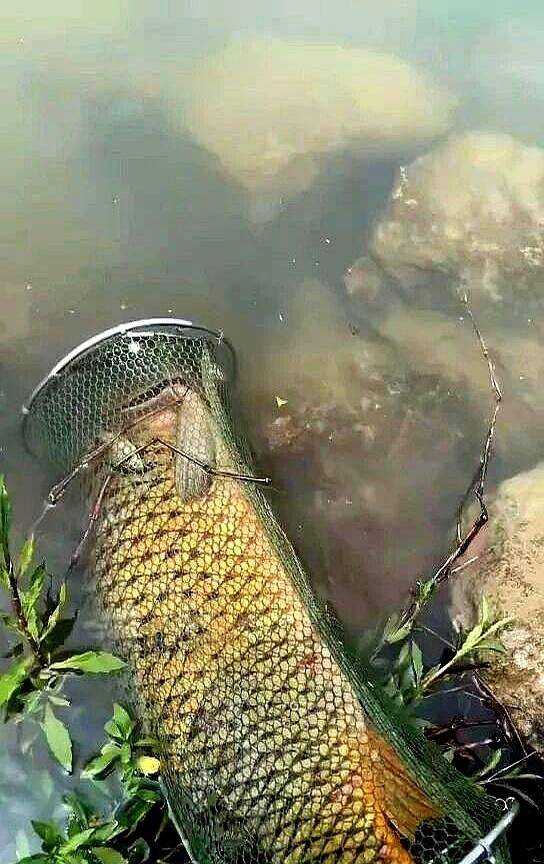 江风起时，镇江江边，一个钓鱼大哥把近一米的野生鲤鱼拖到岸沿，却没抖钩。他摸出剪