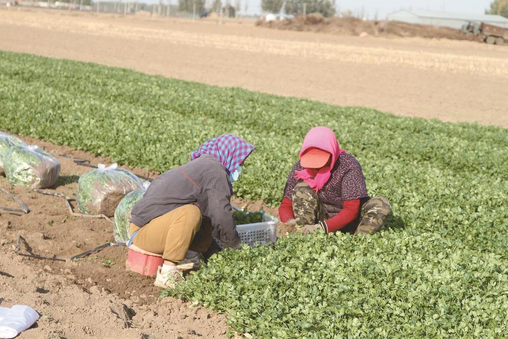 香菜种植促农增收
