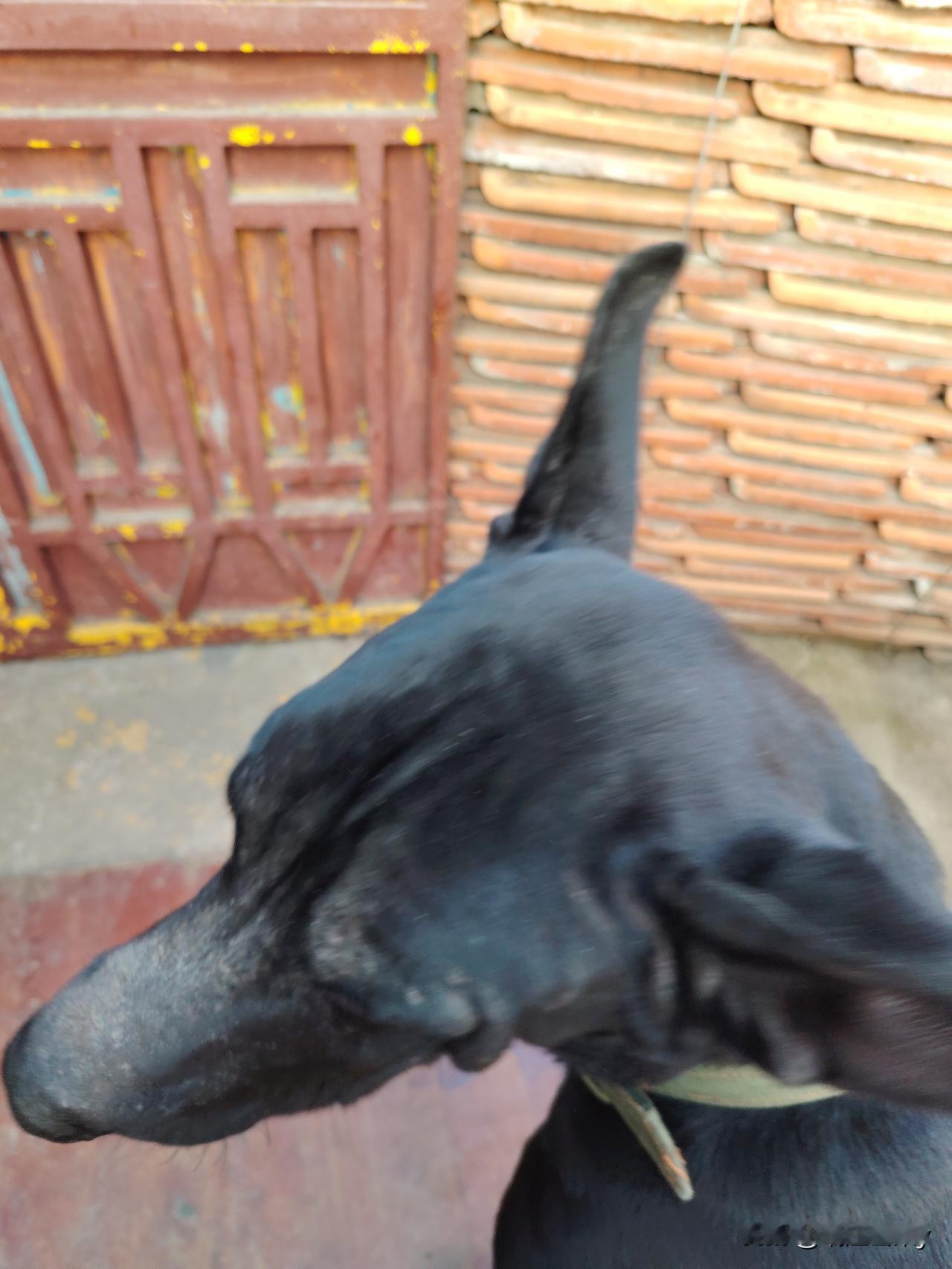 刚弄回来以后才发现，狗狗身上皮肤病严重溃烂，浑身就是那种鱼腥味很重很刺鼻的难闻，