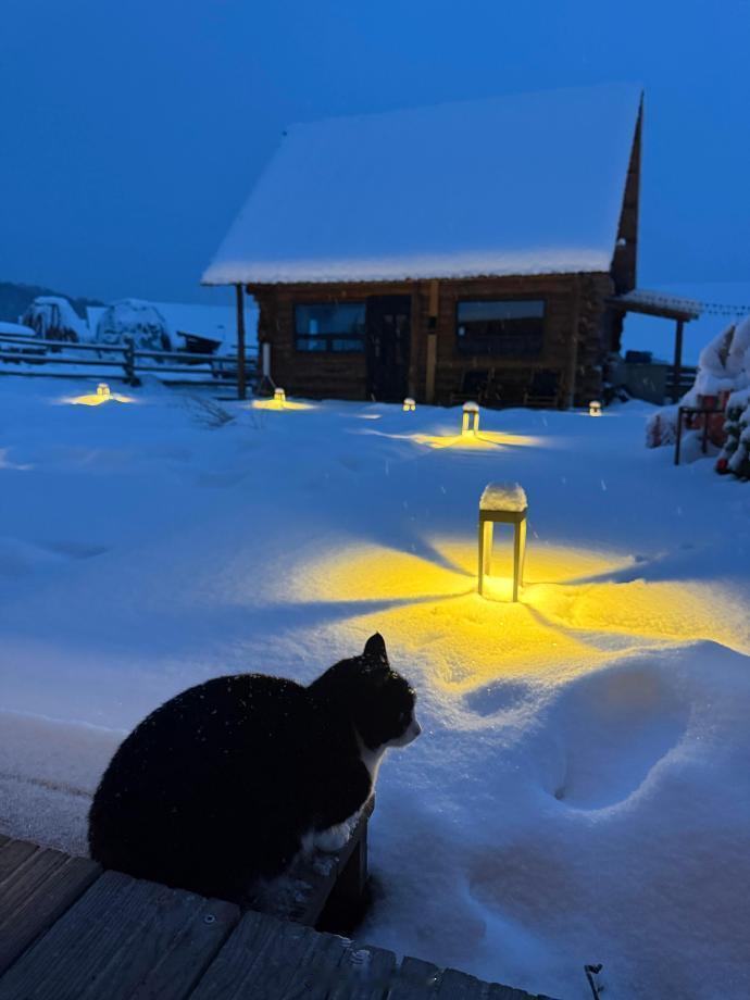 雪地里的奶牛猫