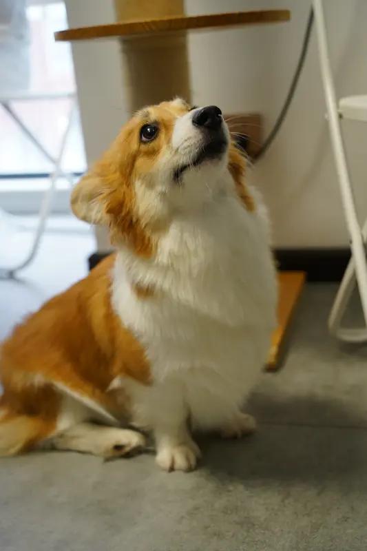 当狗咖最后一个顾客走后，画面让人瞬间破防！你去过狗咖吗？人前，它们摇着尾巴、