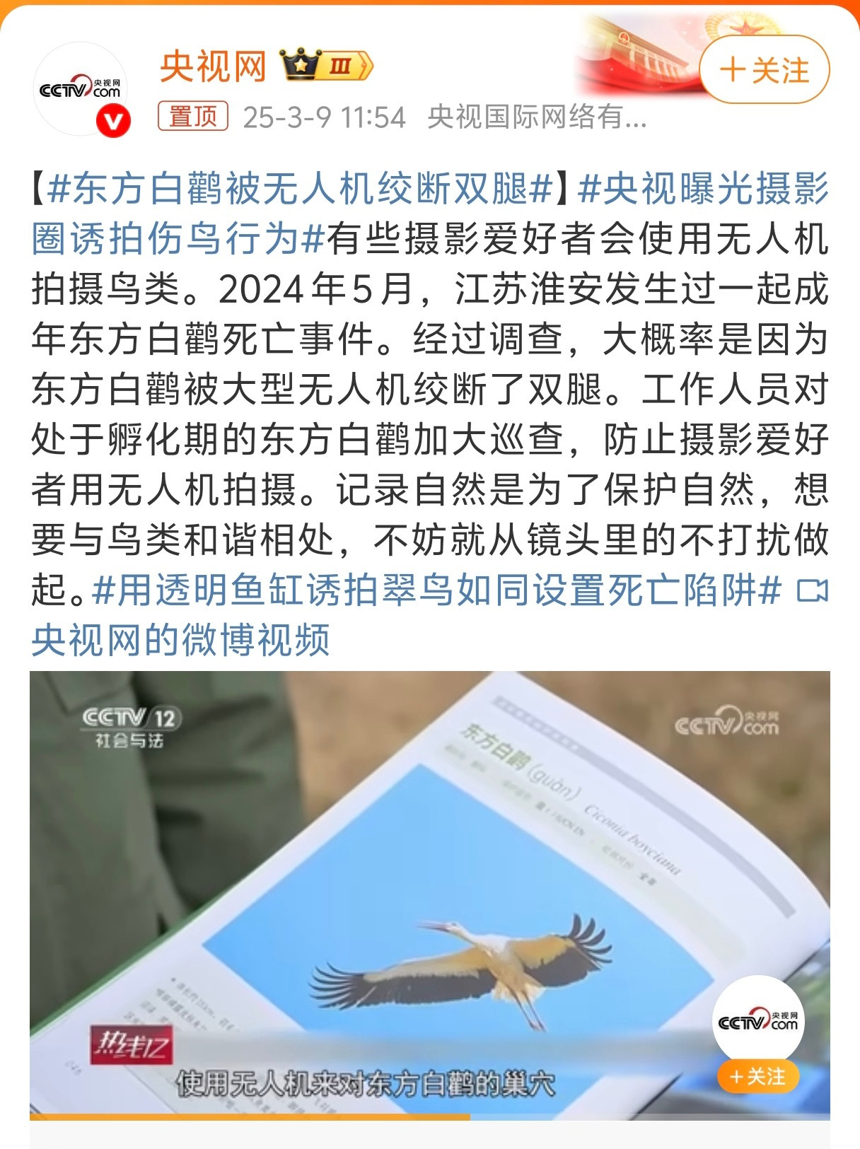 东方白鹳被无人机绞断双腿拍摄就该文明拍摄，没必要离得那么近，现在影像技术都上来了