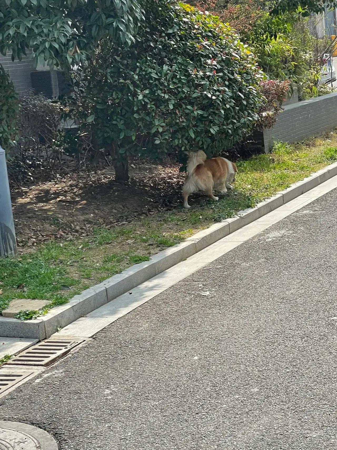 首先说明我既不养狗，我也不恨狗，狗是人类的忠实朋友，这句话没有错。狗对主人忠诚，