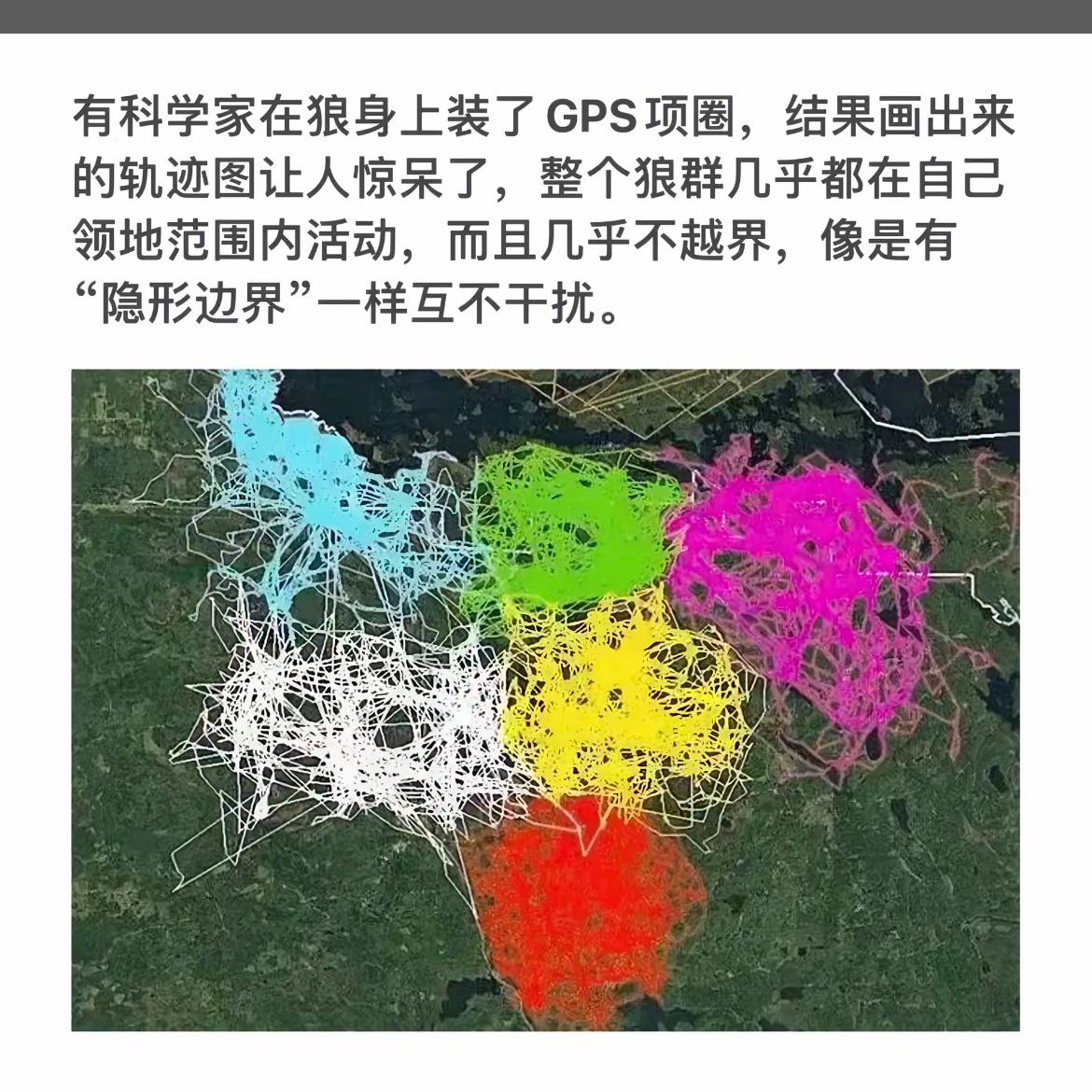 狼群的GPS轨迹图，宛如“隐形边界”般互不干扰！🐺📍