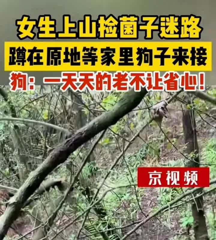 太吓人了，云南一女子上山捡蘑菇，没想到在大山里面迷了路，女子蹲在原地等自家的狗子
