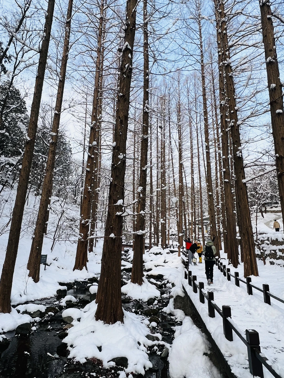 1.18实拍📸植物园雪景也是一绝呀~❄