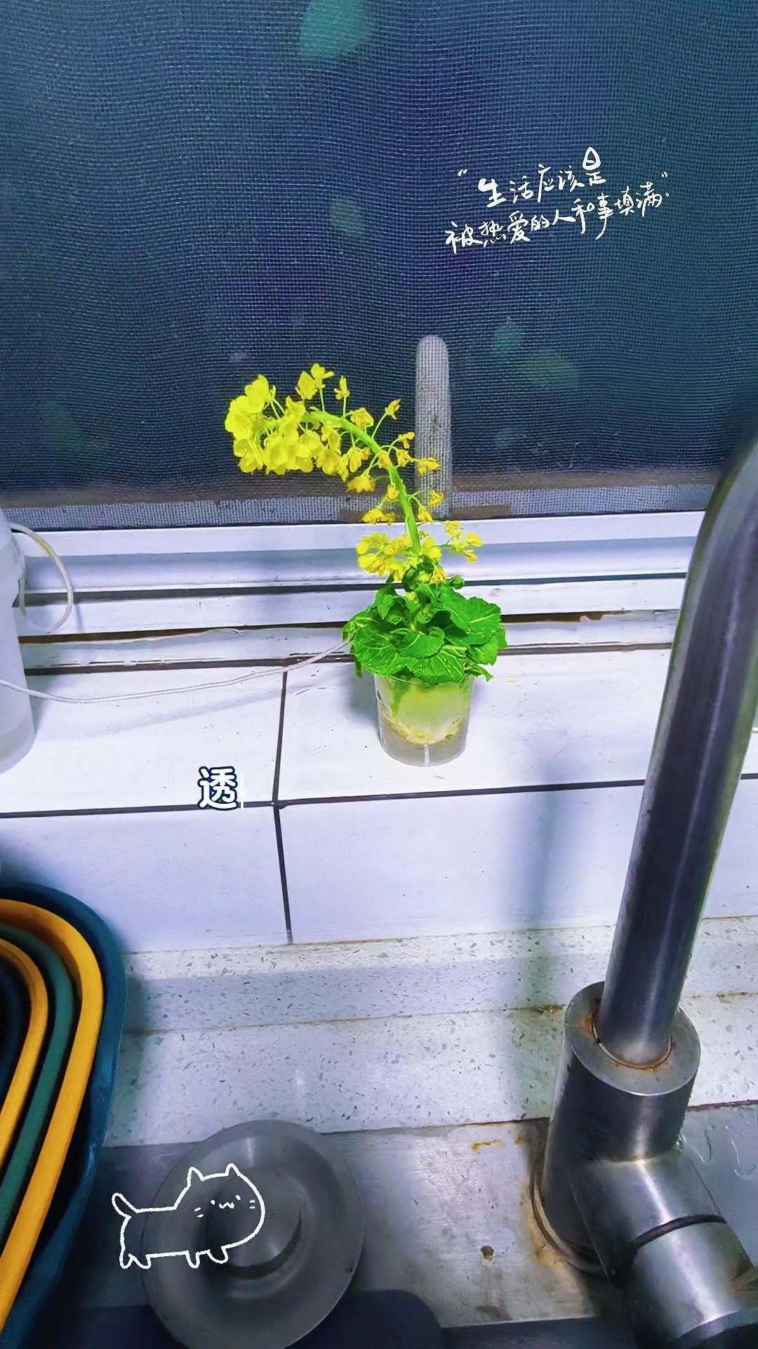 今天看到自家花园里的白菜花，才发现它偷偷绽放了，米粒大的白花挤在绿叶间，像一个个