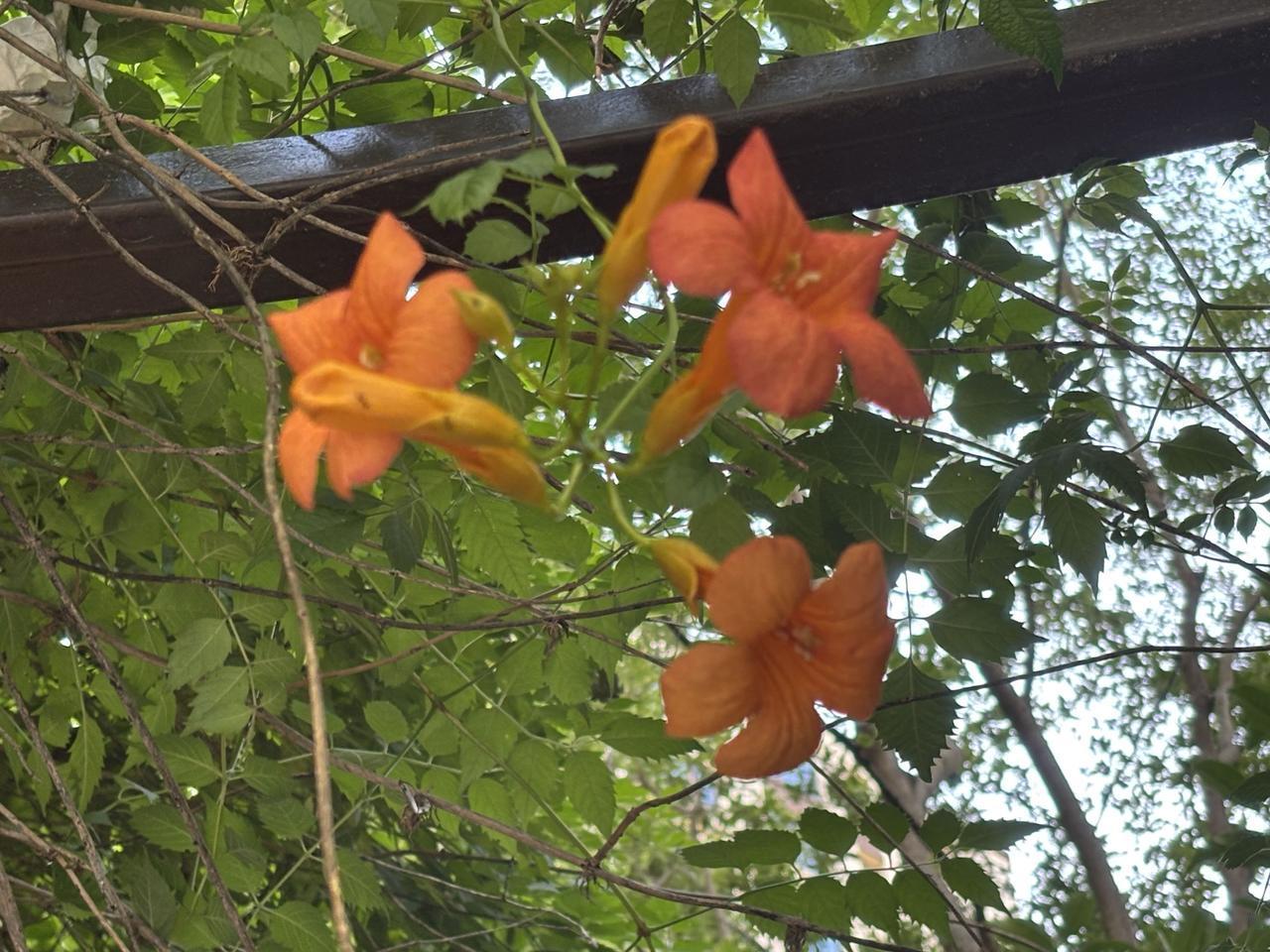 ，什么花都行这是凌霄花。1、花朵橙红色喇叭状花冠，花苞细长呈橘黄色，成簇垂挂生