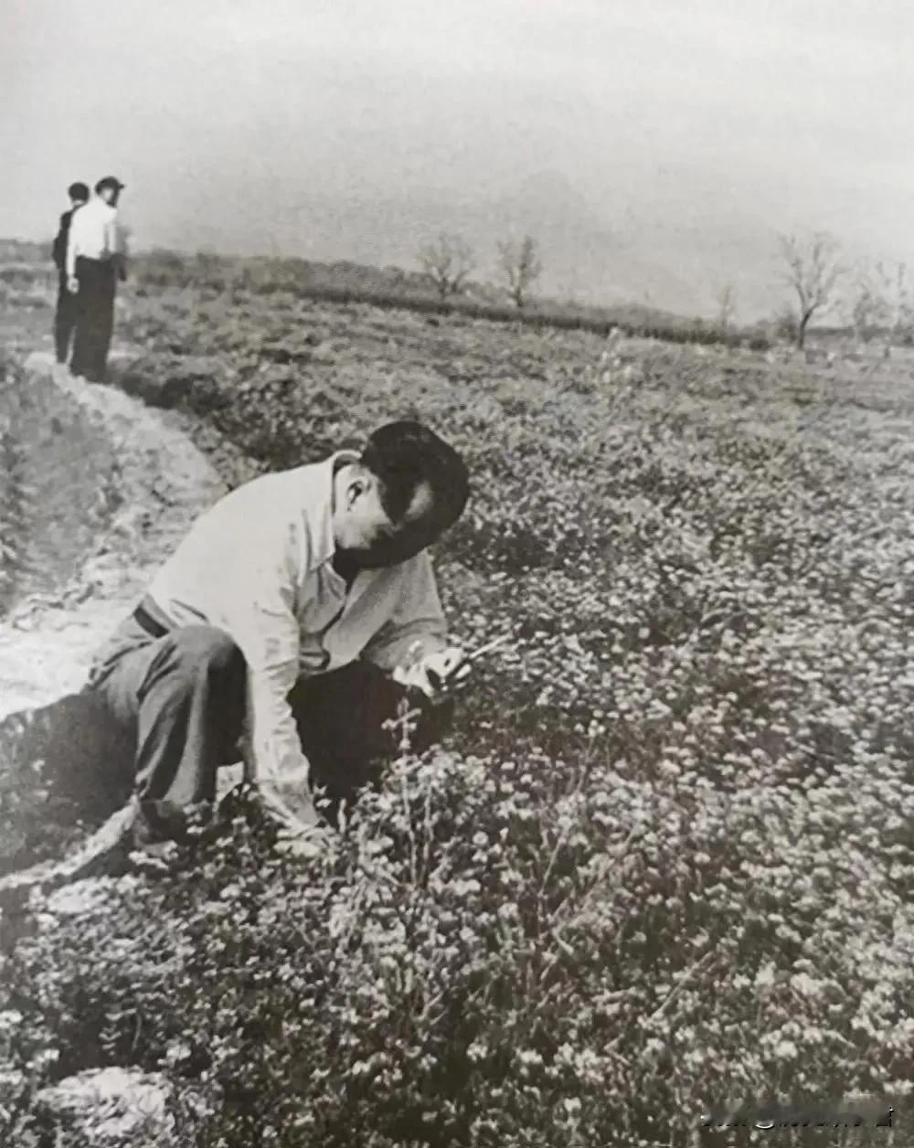 不能错过珍贵照片接地气，毛主席在地里拔草的瞬间，太珍贵了，照片中，毛主席看